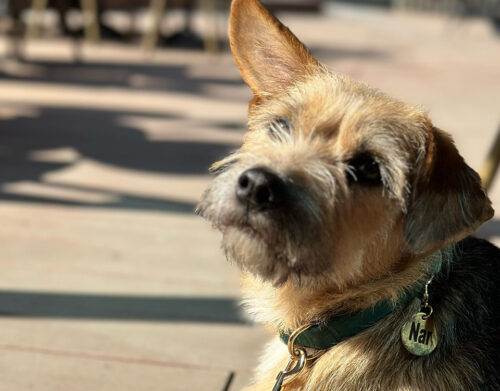 TPF Street Animals in Türkiye Fund